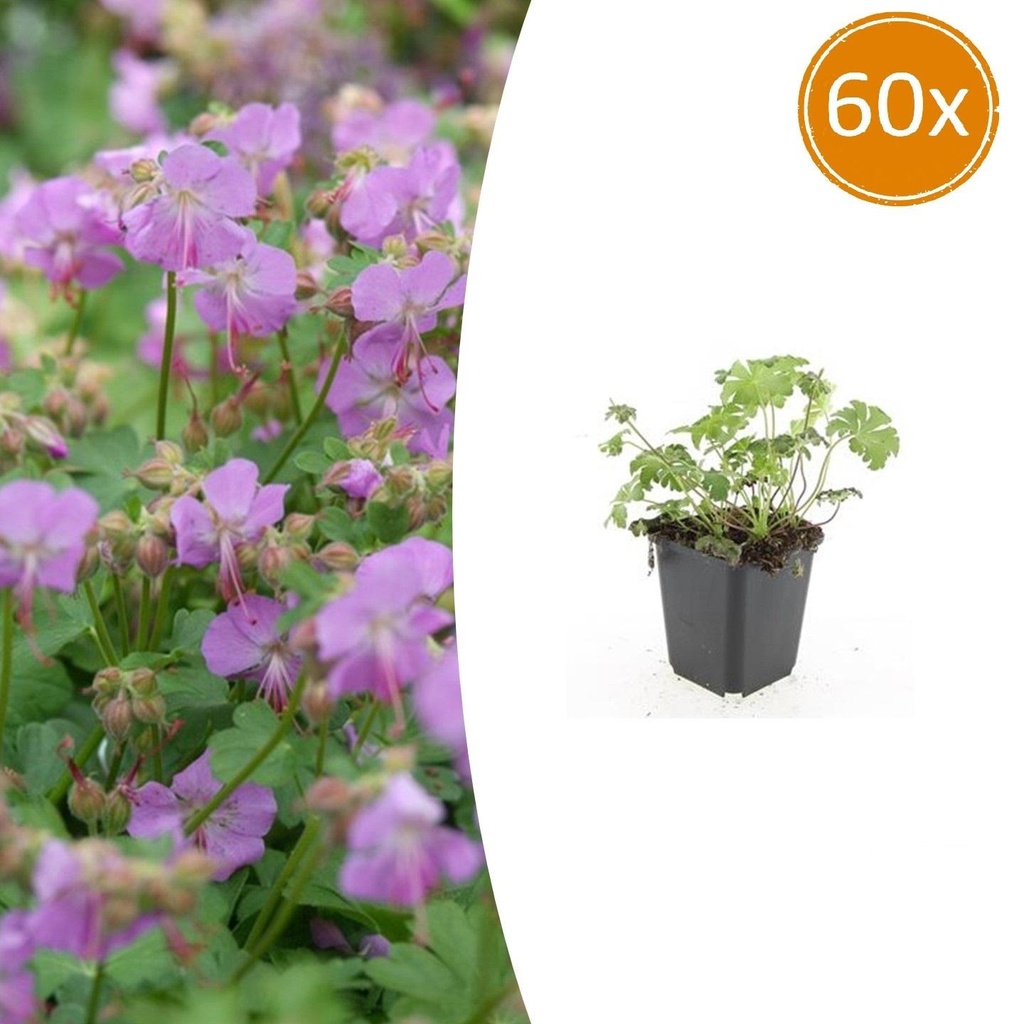 60x Geranium cant. 'Cambridge' - ↕10-25cm - Ø9cm