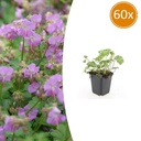60x Geranium cant. 'Cambridge' - ↕10-25cm - Ø9cm