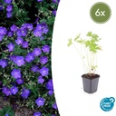 Storchschnabel 'Johnson' 6er-Set (Geranium s) – winterharte Staude, Topf-Ø 9 cm, Höhe ca. 25 cm