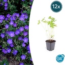 Johnson's-Storchschnabel 12er-Set (Geranium s) – winterharte Staude, Topf-Ø 9 cm, Höhe ca. 25 cm