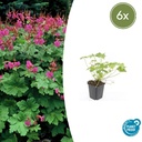 Geranie 'Czakor' 6er-Set (Geranium macrorrhizum) – winterharte Staude, Topf-Ø 9 cm, Höhe ca. 25 cm
