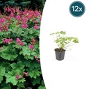 12x Geranium macr. 'Czakor' - ↕10-25cm - Ø9cm