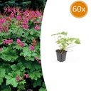 60x Geranium macr. 'Czakor' - ↕10-25cm - Ø9cm