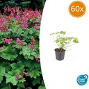 Geranie 'Czakor' 60er-Set (Geranium macrorrhizum) – winterharte Staude, Topf-Ø 9 cm, Höhe ca. 25 cm