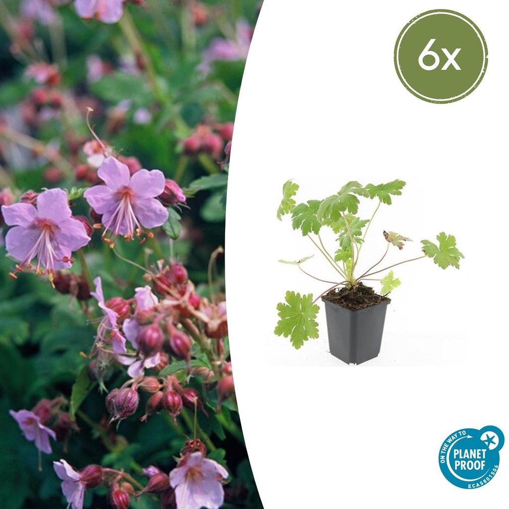 Storchschnabel 'Ingwersen' 6er-Set (Geranium macrorrhizum) – winterharte Staude, Topf-Ø 9 cm, Höhe ca. 25 cm