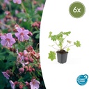 Storchschnabel 'Ingwersen' 6er-Set (Geranium macrorrhizum) – winterharte Staude, Topf-Ø 9 cm, Höhe ca. 25 cm