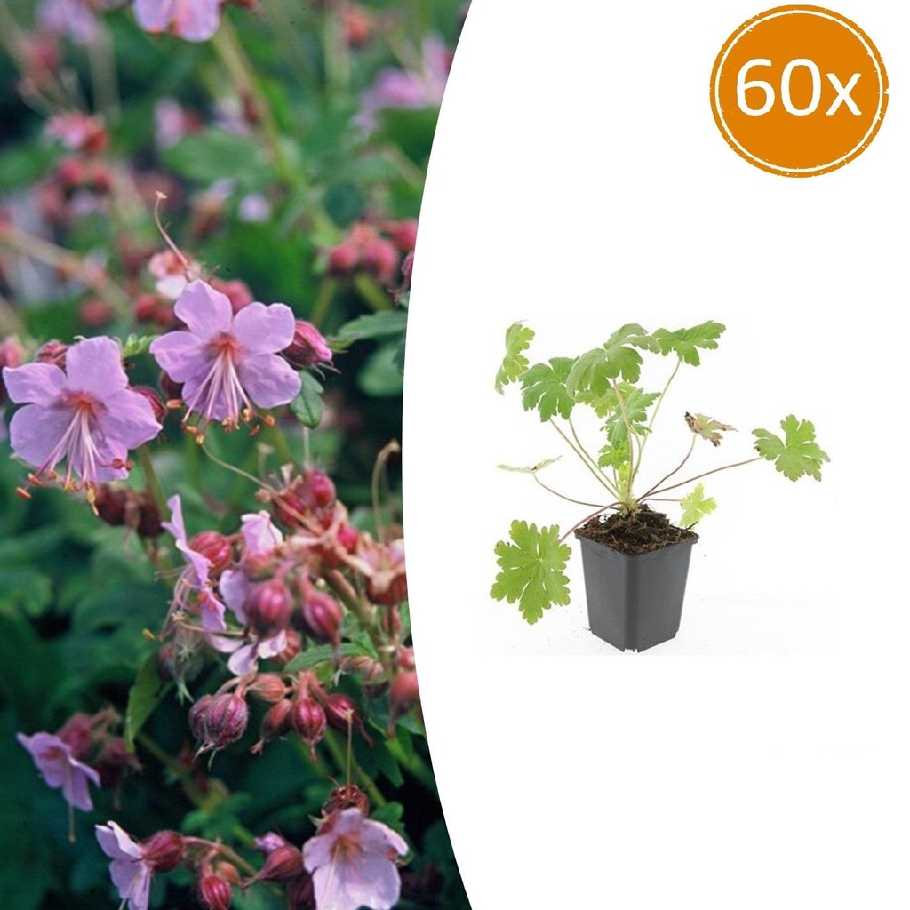 60x Geranium macr. 'Ingwersen's Var.' - ↕10-25cm - Ø9cm