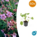 Storchschnabel 'Ingwersen' 60er-Set (Geranium) – winterharte Staude, Topf-Ø 9 cm, Höhe ca. 25 cm