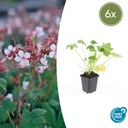 Geranie 'Spessart' 6er-Set (Geranium macrorrhizum) – winterharte Staude, Topf-Ø 9 cm, Höhe ca. 25 cm