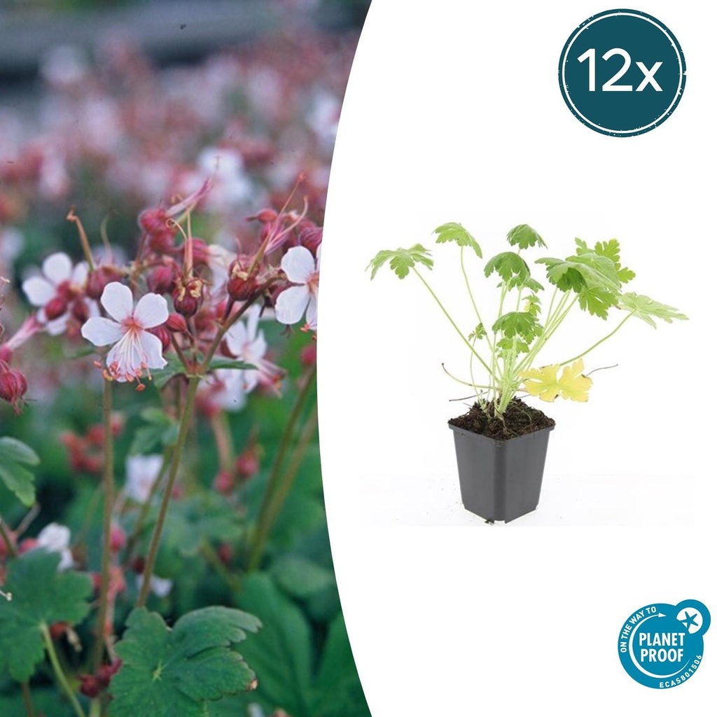 Geranie 'Spessart' 12er-Set (Geranium macrorrhizum) – winterharte Staude, Topf-Ø 9 cm, Höhe ca. 25 cm