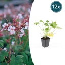 12x Geranium macr. 'Spessart' - ↕10-25cm - Ø9cm