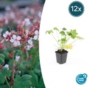 Geranie 'Spessart' 12er-Set (Geranium macrorrhizum) – winterharte Staude, Topf-Ø 9 cm, Höhe ca. 25 cm