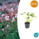 Geranie 'Spessart' 60er-Set (Geranium macrorrhizum) – winterharte Staude, Topf-Ø 9 cm, Höhe ca. 25 cm