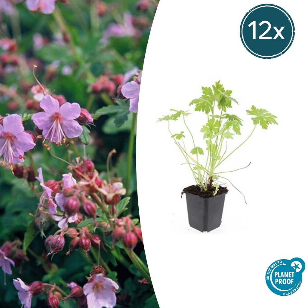 Balkan-Storchschnabel 12er-Set (Geranium macrorrhizum) – winterharte Bodendecker-Staude, Topf-Ø 9 cm, Höhe ca. 25 cm