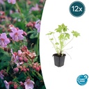 Balkan-Storchschnabel 12er-Set (Geranium macrorrhizum) – winterharte Bodendecker-Staude, Topf-Ø 9 cm, Höhe ca. 25 cm
