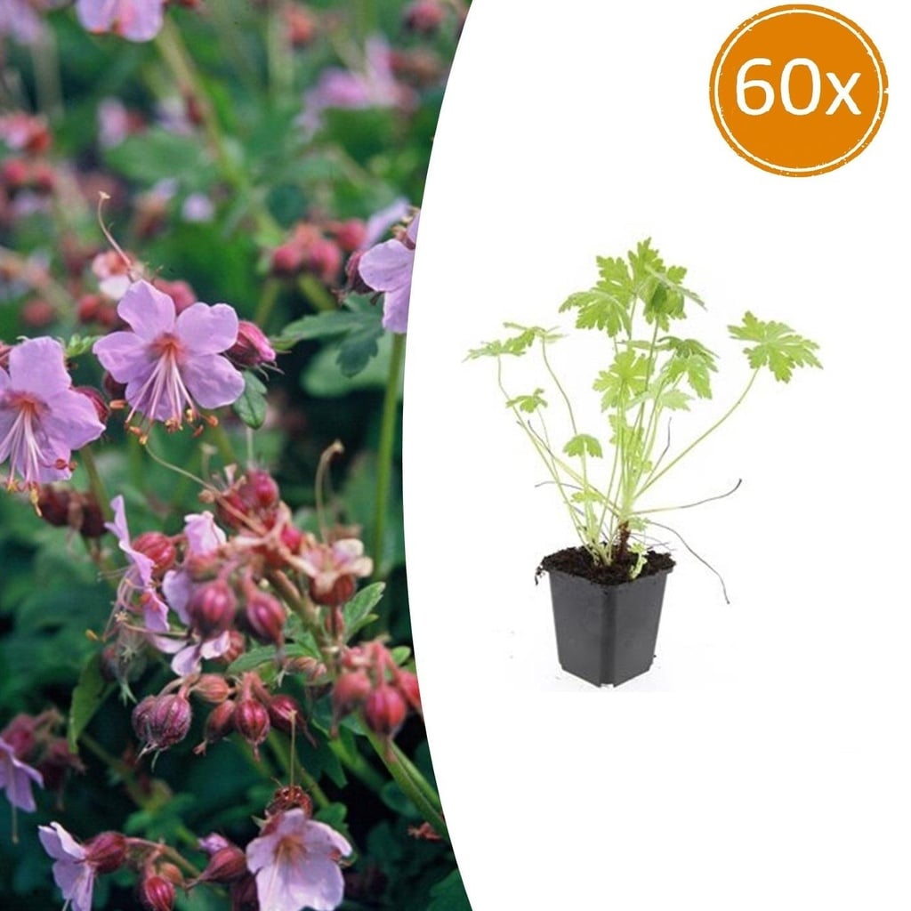60x Geranium macrorrhizum - ↕10-25cm - Ø9cm