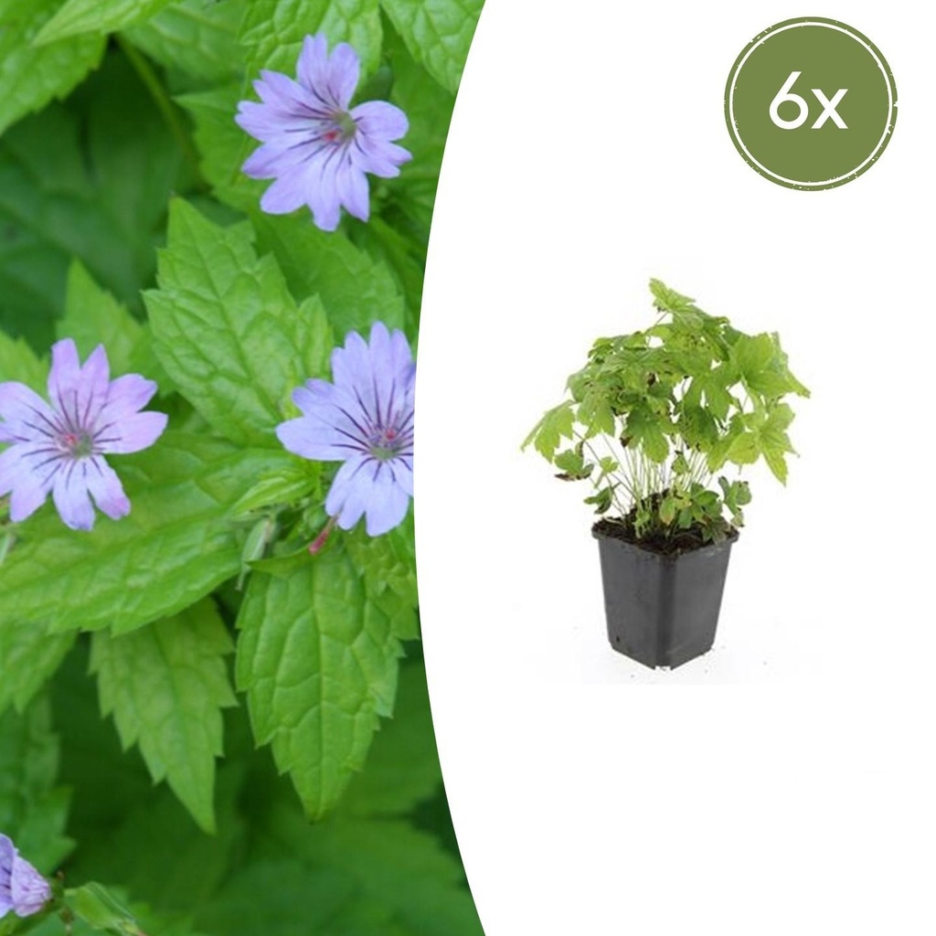 6x Geranium nodosum - ↕10-25cm - Ø9cm