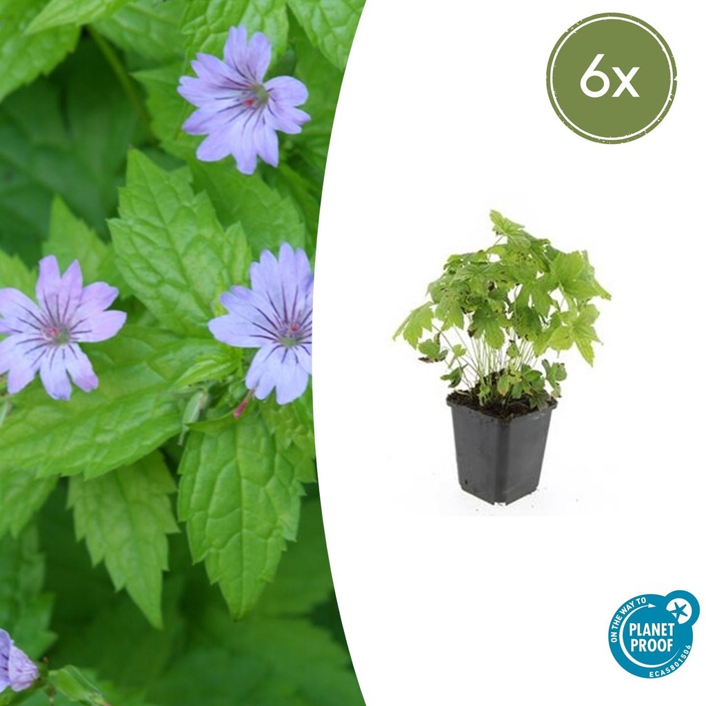 Knotiger Storchschnabel 6er-Set (Geranium nodosum) – winterharte Staude, Topf-Ø 9 cm, Höhe ca. 25 cm
