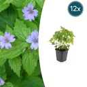 Knoten-Storchschnabel 12er-Set (Geranium nodosum) – winterharte Schattenstaude, Topf-Ø 9 cm, Höhe ca. 25 cm