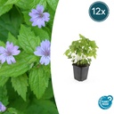 Knoten-Storchschnabel 12er-Set (Geranium nodosum) – winterharte Schattenstaude, Topf-Ø 9 cm, Höhe ca. 25 cm