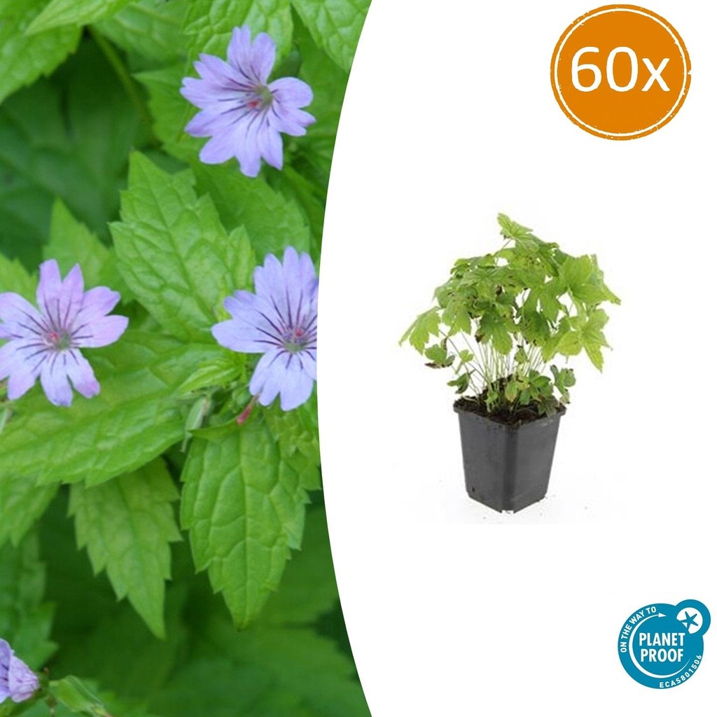 Knoten-Storchschnabel 60er-Set (Geranium nodosum) – winterharte Staude, Topf-Ø 9 cm, Höhe ca. 25 cm