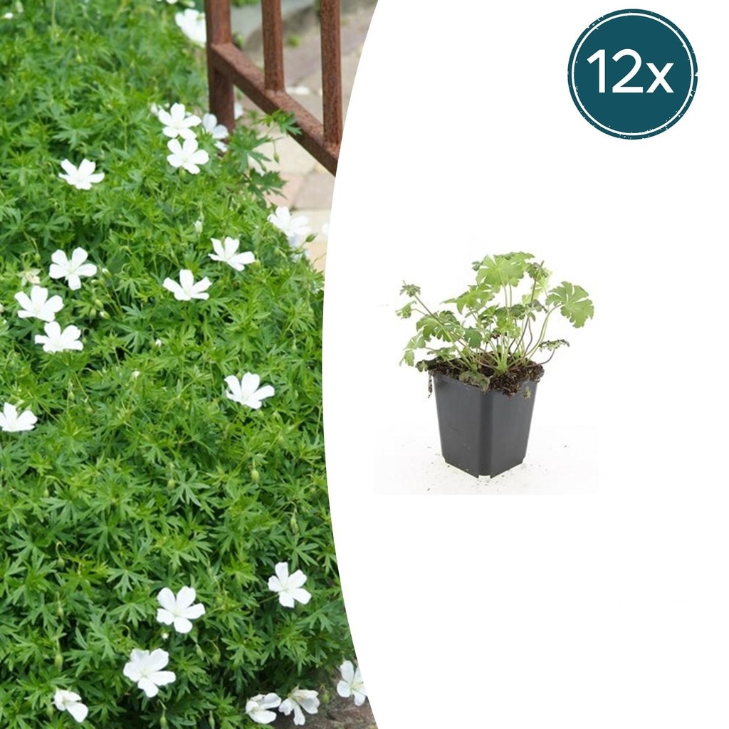 12x Geranium sang. 'Album' - ↕10-25cm - Ø9cm