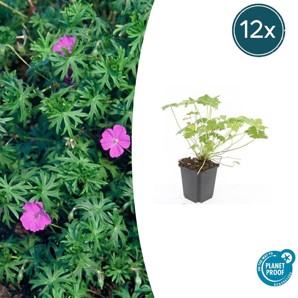 12x Geranium 'Winzig Monster' - ↕10-25cm - Ø9cm