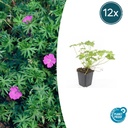 12x Geranium 'Winzig Monster' - ↕10-25cm - Ø9cm