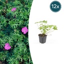 12x Geranium 'Winzig Monster' - ↕10-25cm - Ø9cm