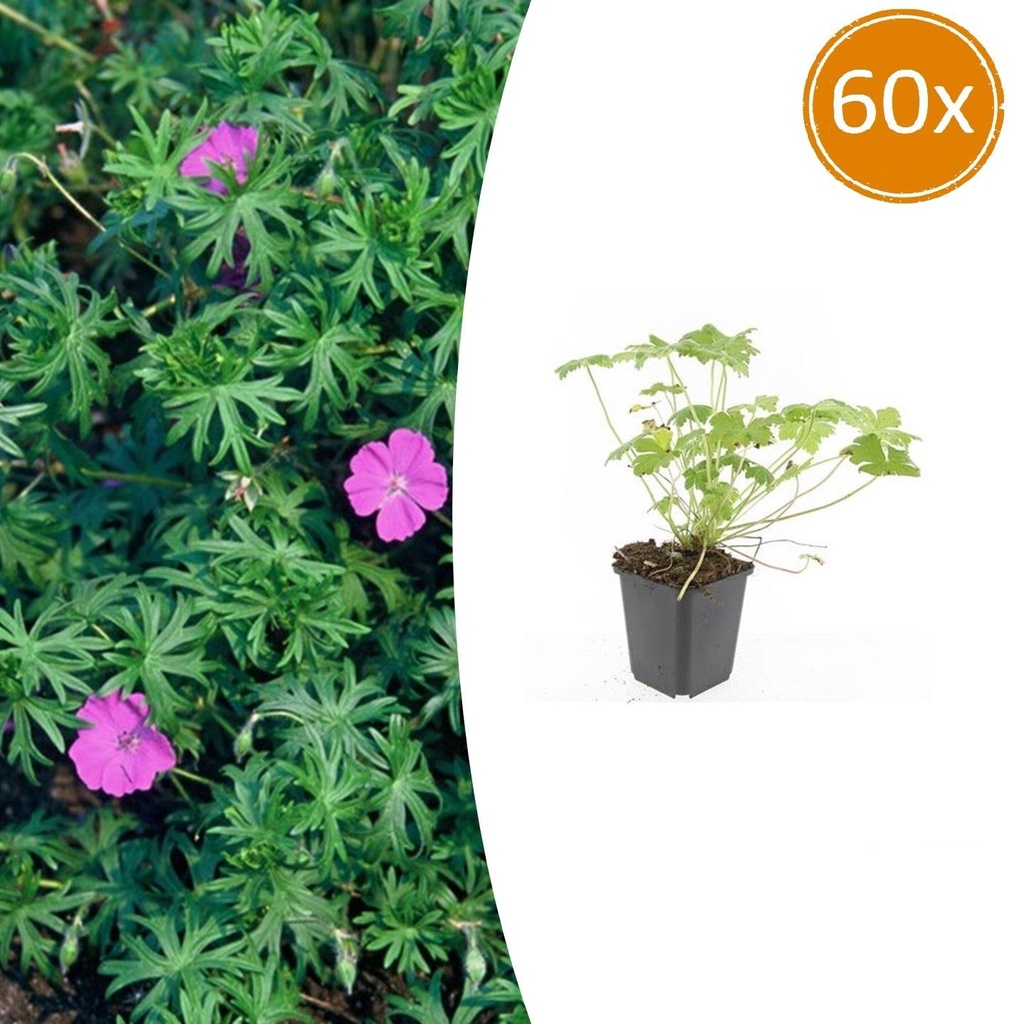 Geranie 'Tiny Monster' 60er-Set (Geranium) – winterharte Staude, Topf-Ø 9 cm, Höhe ca. 25 cm