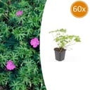Geranie 'Tiny Monster' 60er-Set (Geranium) – winterharte Staude, Topf-Ø 9 cm, Höhe ca. 25 cm