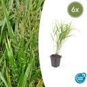 Japanisches Berggras 6er-Set (Hakonechloa macra) – winterhartes Ziergras, Topf-Ø 9 cm, Höhe ca. 25 cm