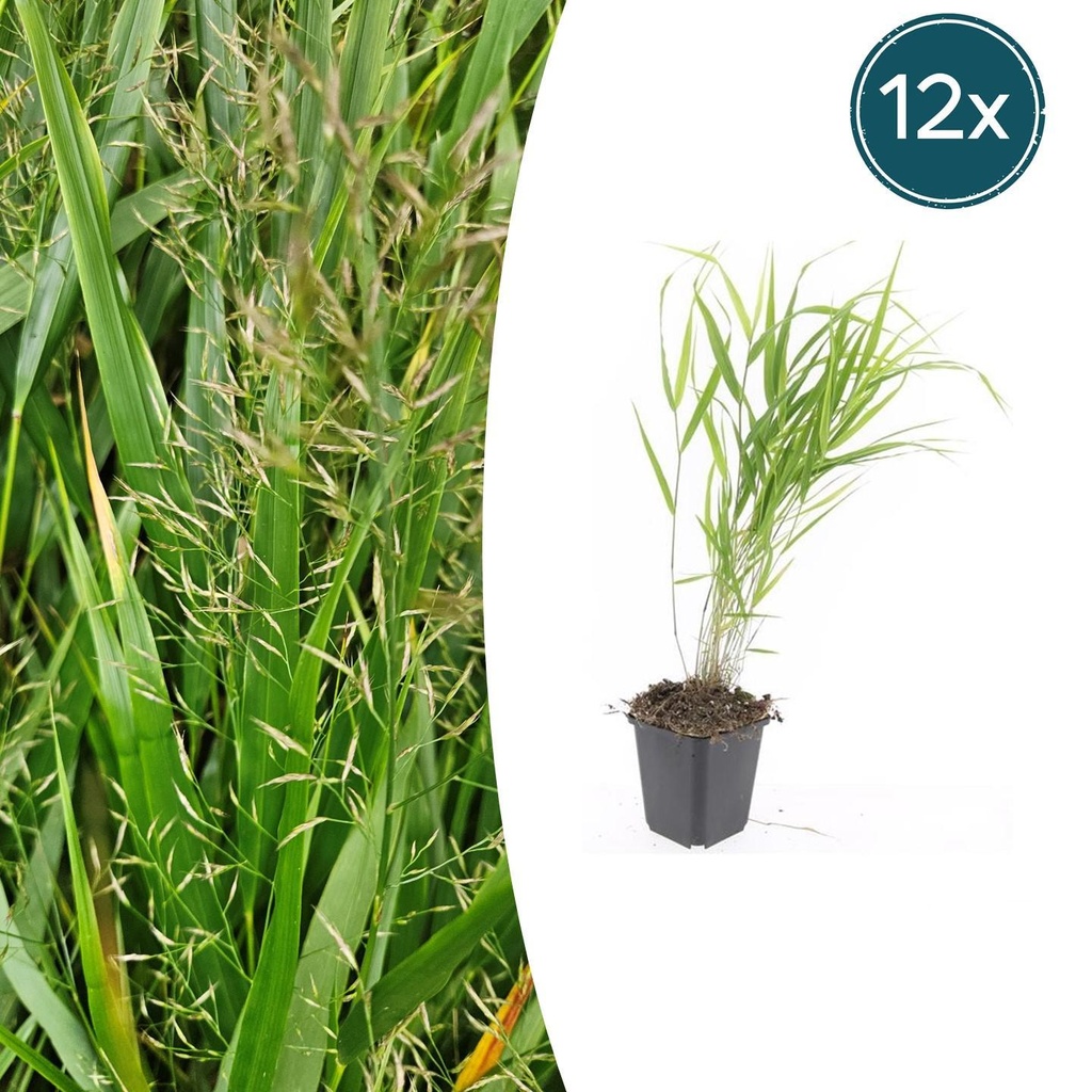 Japanisches Berggras (Hakonechloa macra) – winterhartes Ziergras, Topf-Ø 9 cm, Höhe ca. 9 cm