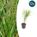 Japanisches Berggras (Hakonechloa macra) – winterhartes Ziergras, Topf-Ø 9 cm, Höhe ca. 9 cm