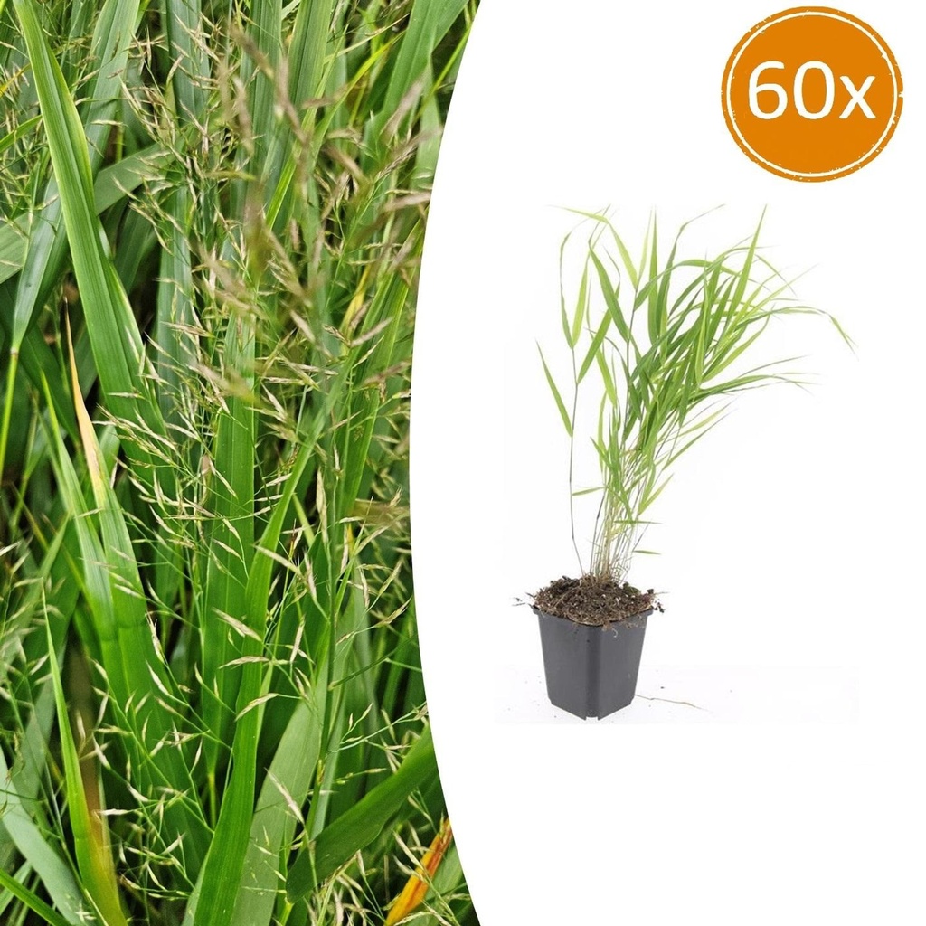 60x Hakonechloa macra - ↕10-25cm - Ø9cm
