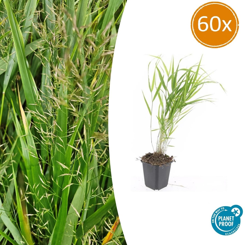 Japanisches Berggras 60er-Set (Hakonechloa macra) – winterhartes Ziergras, Topf-Ø 9 cm, Höhe ca. 25 cm