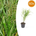 60x Hakonechloa macra - ↕10-25cm - Ø9cm