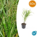 Japanisches Berggras 60er-Set (Hakonechloa macra) – winterhartes Ziergras, Topf-Ø 9 cm, Höhe ca. 25 cm