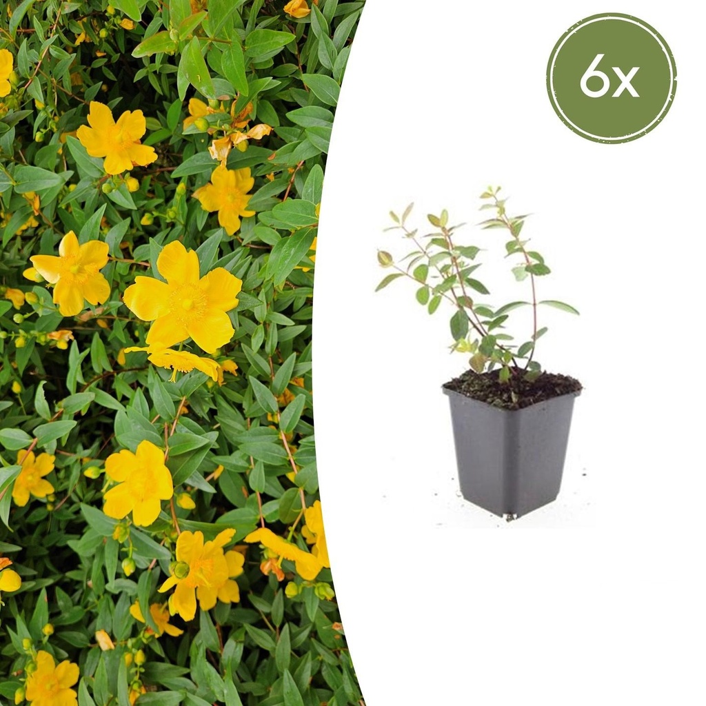 6x Hypericum dummeri 'Peter Dummer' - ↕10-25cm - Ø9cm