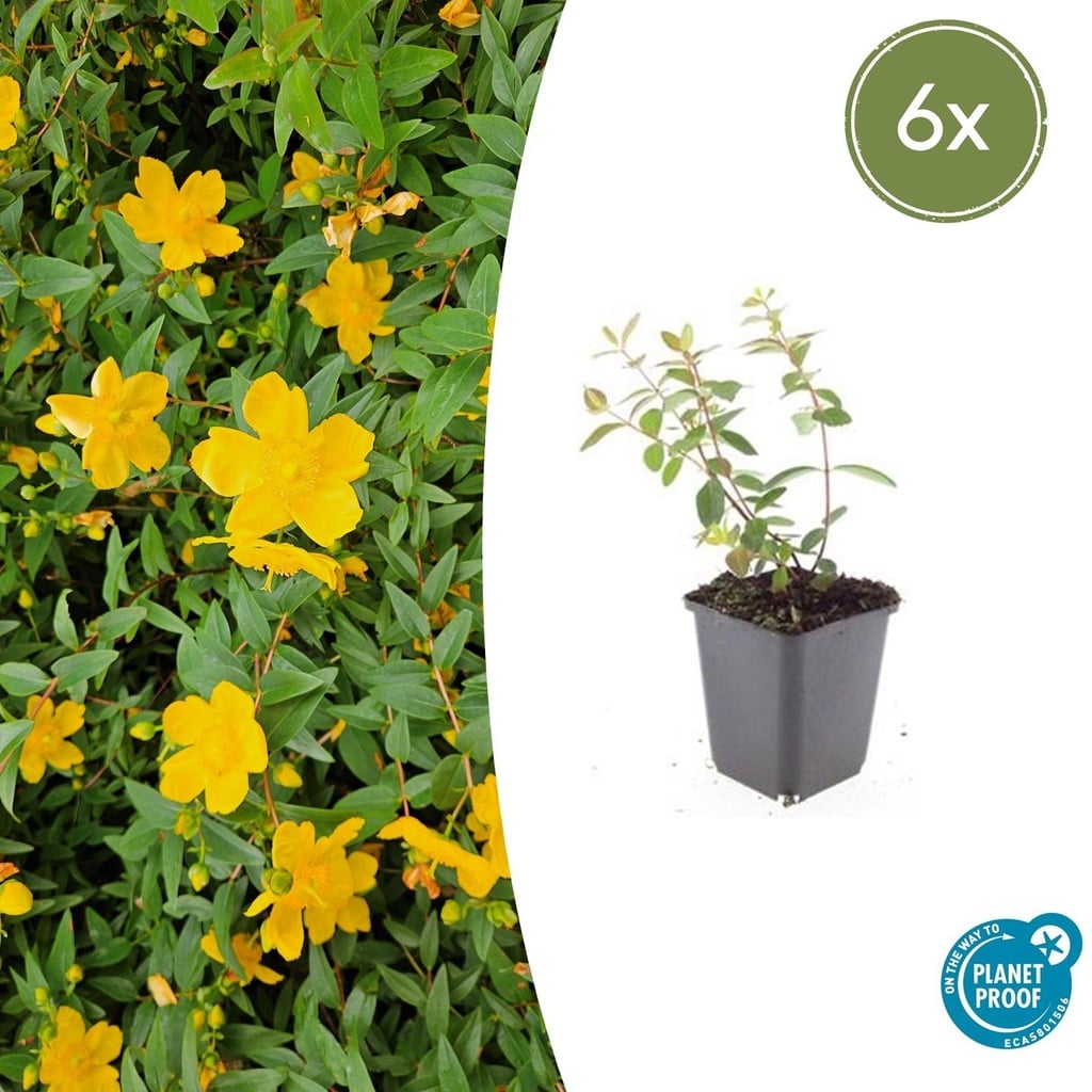 Dummer-Johanniskraut 'Peter Dummer' 6er-Set (Hypericum dummeri) – winterharte Staude, Topf-Ø 9 cm, Höhe ca. 25 cm