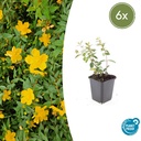 Dummer-Johanniskraut 'Peter Dummer' 6er-Set (Hypericum dummeri) – winterharte Staude, Topf-Ø 9 cm, Höhe ca. 25 cm