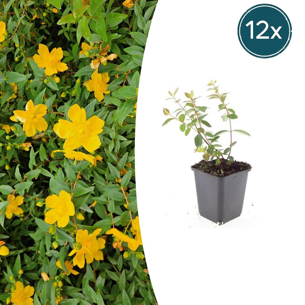 12x Hypericum dummeri 'Peter Dummer' - ↕10-25cm - Ø9cm