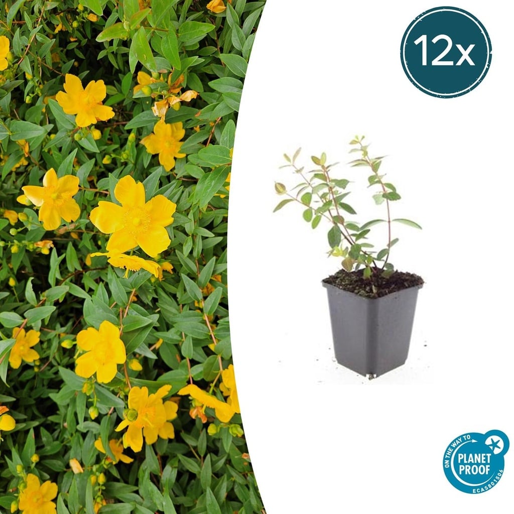 Johanniskraut 'Peter Dummer' 12er-Set (Hypericum dummeri) – winterharte Staude, Topf-Ø 9 cm, Höhe ca. 25 cm