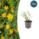 12x Hypericum dummeri 'Peter Dummer' - ↕10-25cm - Ø9cm