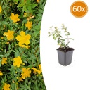 60x Hypericum dummeri 'Peter Dummer' - ↕10-25cm - Ø9cm