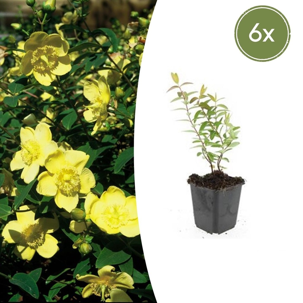 Johanniskraut 'Hidcote' 6er-Set (Hypericum perforatum) – winterharte Staude, Topf-Ø 9 cm, Höhe ca. 25 cm