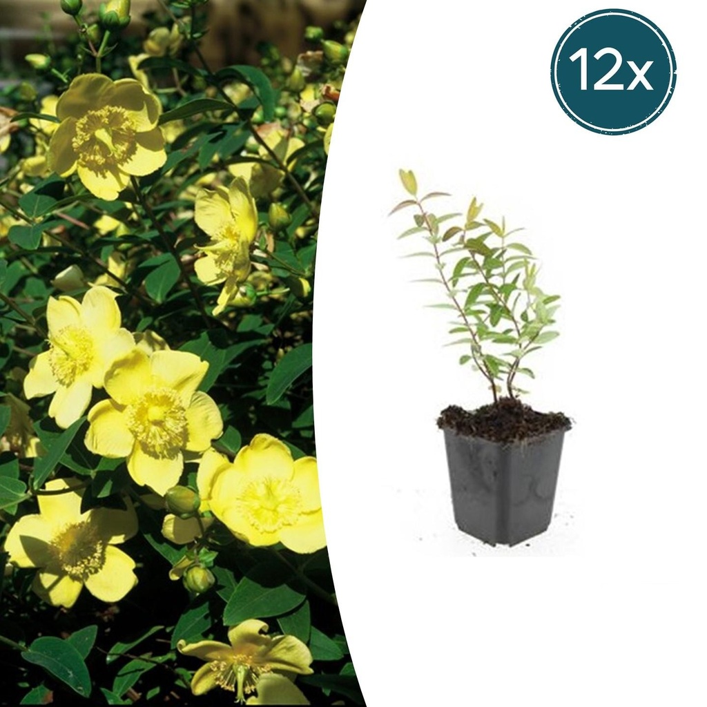 Johanniskraut 'Hidcote' 12er-Set (Hypericum perforatum) – winterharte Staude, Topf-Ø 9 cm, Höhe ca. 25 cm