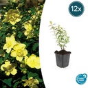 Johanniskraut 'Hidcote' 12er-Set (Hypericum perforatum) – winterharte Staude, Topf-Ø 9 cm, Höhe ca. 25 cm