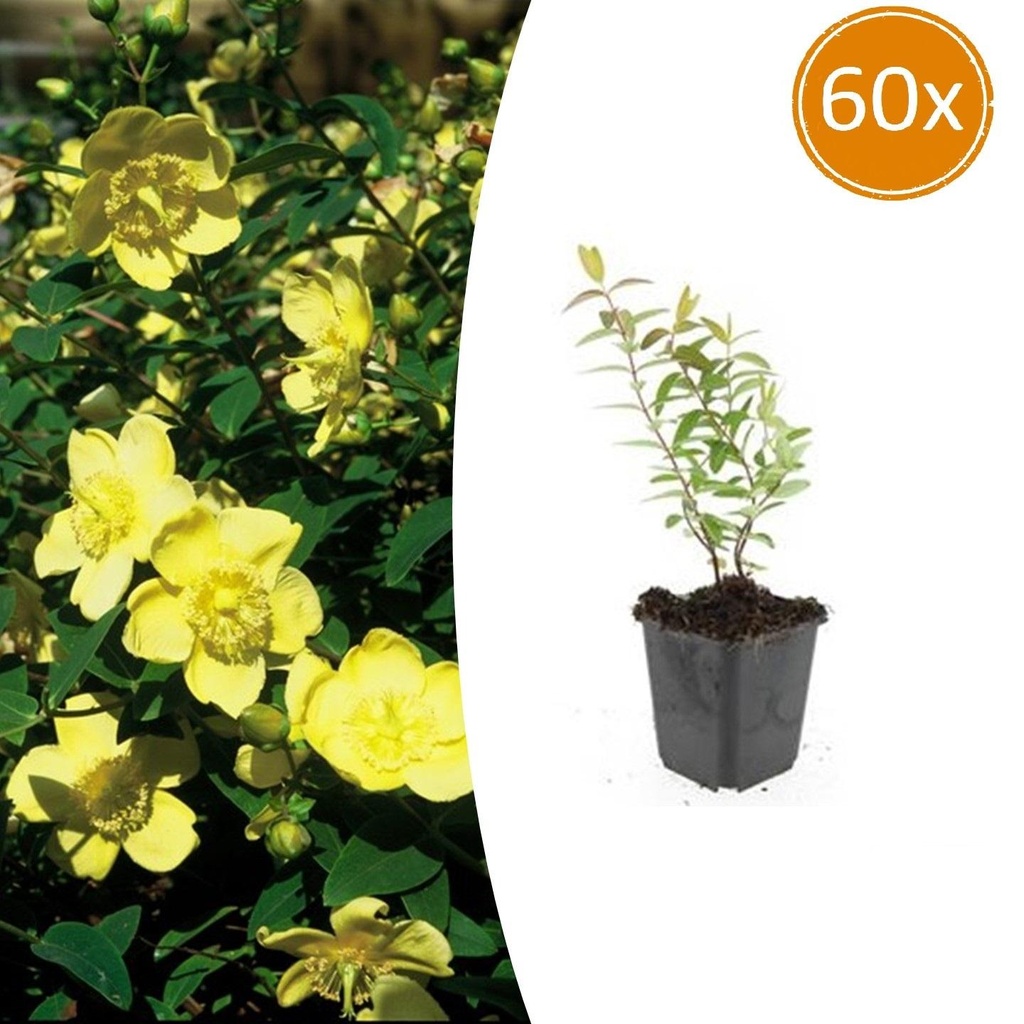 Johanniskraut 'Hidcote' 60er-Set (Hypericum perforatum) – winterharte Staude, Topf-Ø 9 cm, Höhe ca. 25 cm