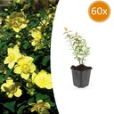 Johanniskraut 'Hidcote' 60er-Set (Hypericum perforatum) – winterharte Staude, Topf-Ø 9 cm, Höhe ca. 25 cm